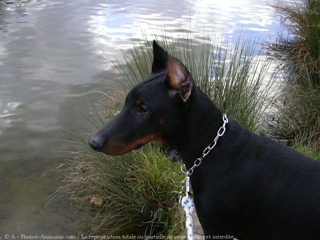 Photo de Dobermann