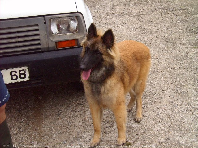 Photo de Berger belge tervueren