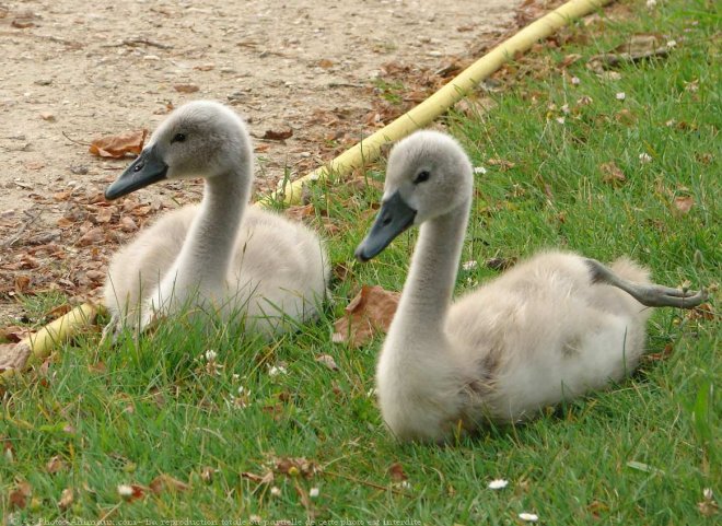 Photo de Cygne