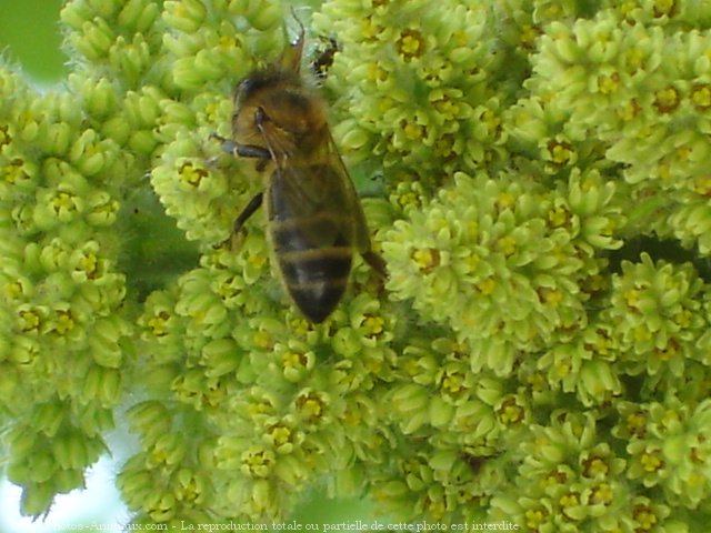 Photo d'Abeille