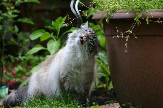 Photo de Sacr de birmanie