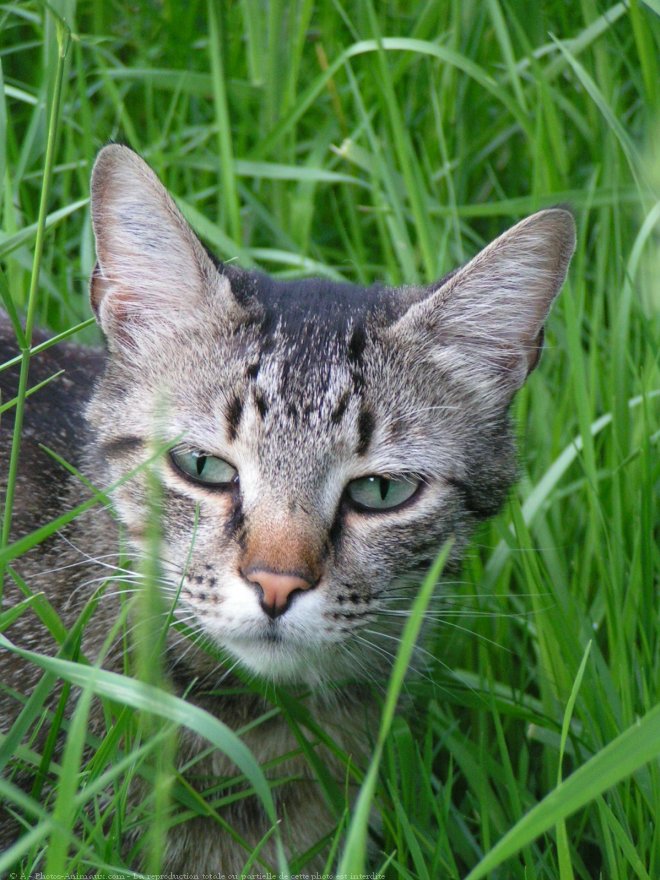 Photo de Chat domestique