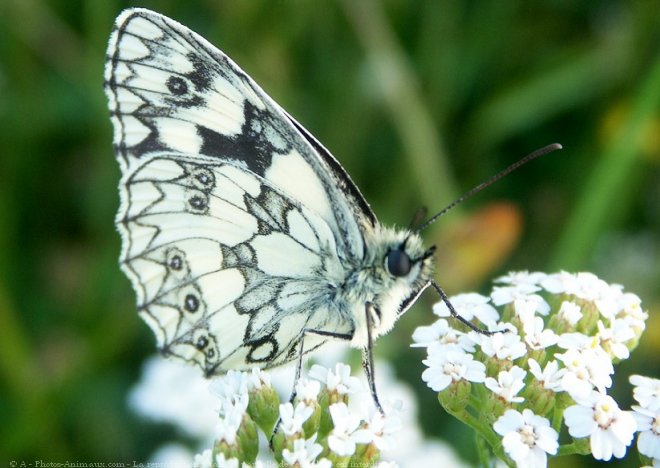 Photo de Papillon