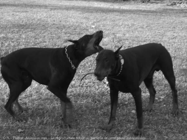 Photo de Dobermann