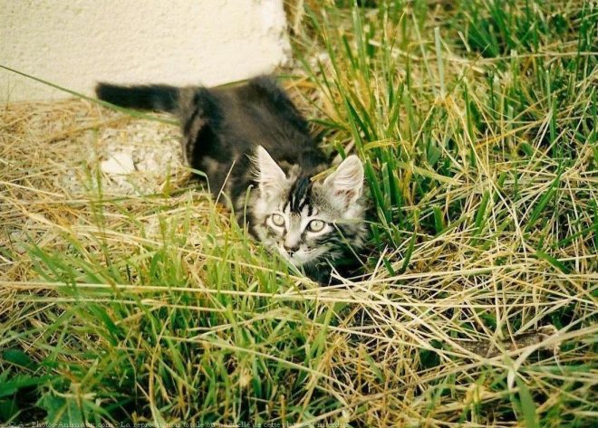 Photo de Maine coon