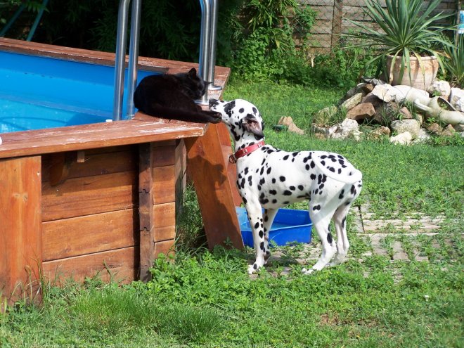 Photo de Dalmatien