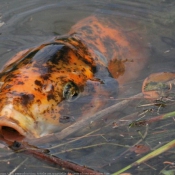 Photo de Poissons rouges