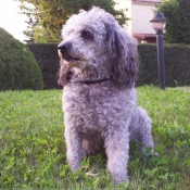 Photo de Caniche moyen