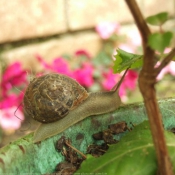 Photo d'Escargot