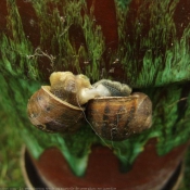 Photo d'Escargot