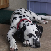 Photo de Dalmatien