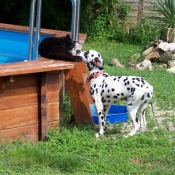 Photo de Dalmatien