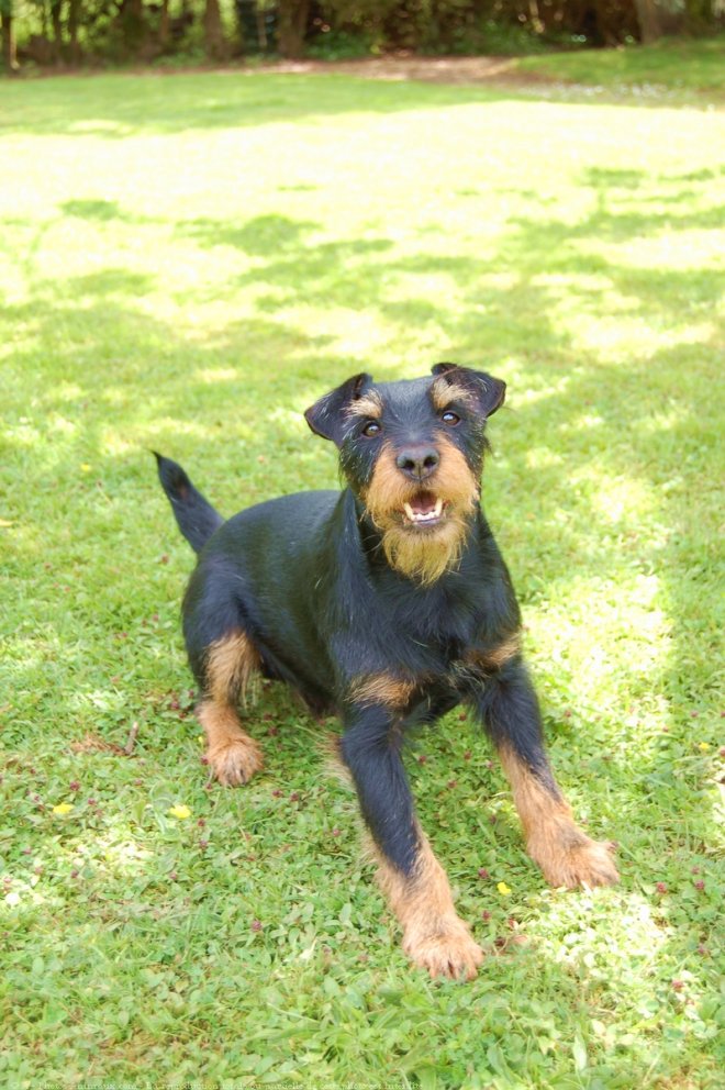 Photo de Jagdterrier allemand