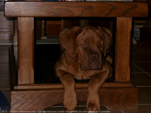 Photo de Dogue de bordeaux