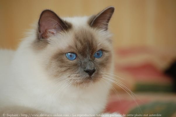 Photo de Sacr de birmanie