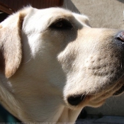 Photo de Labrador retriever