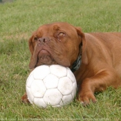 Photo de Dogue de bordeaux