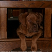 Photo de Dogue de bordeaux