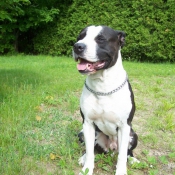 Photo d'American staffordshire terrier