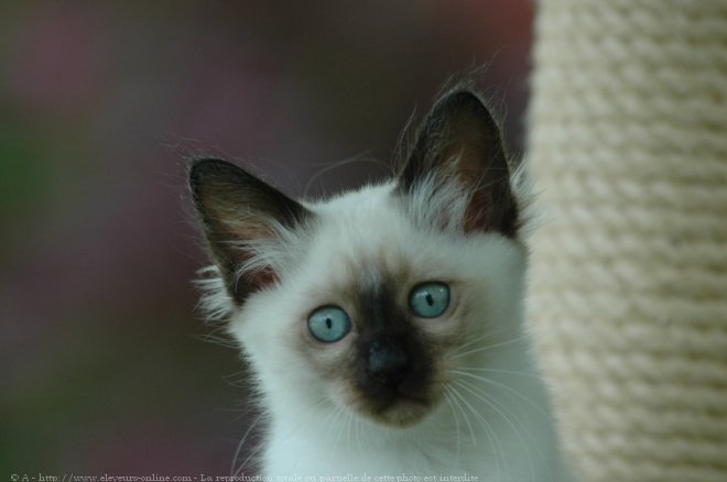 Photo de Sacr de birmanie