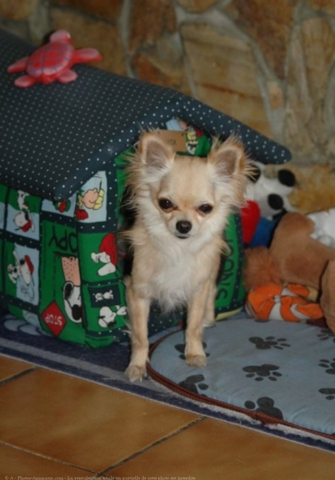 Photo de Chihuahua  poil long