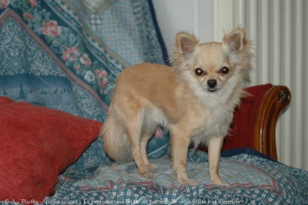 Photo de Chihuahua  poil long