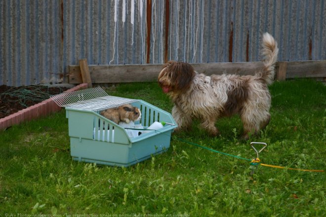 Photo de Schapendoes nrlandais