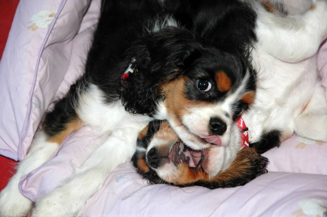 Photo de Cavalier king charles spaniel