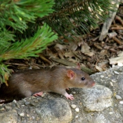 Photo de Rat