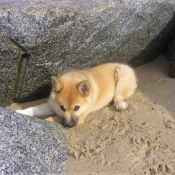 Photo de Chien de berger islandais