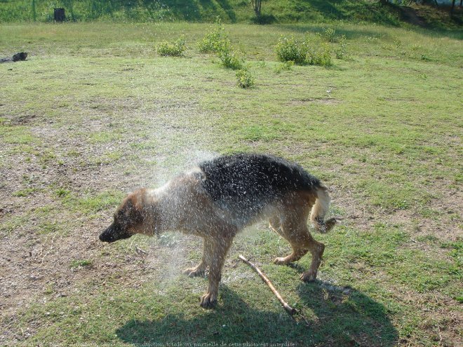 Photo de Berger allemand  poil court