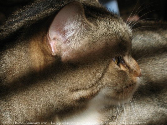 Photo de Chat domestique