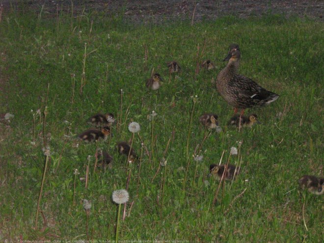 Photo de Canard