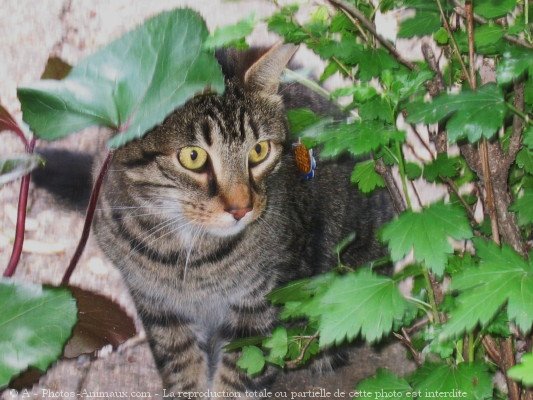 Photo de Chat domestique