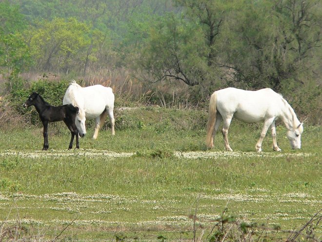 Photo de Camargue