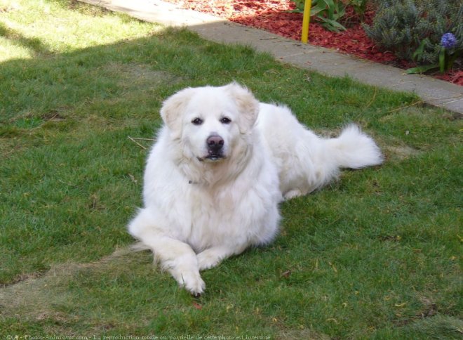 Photo de Chien de montagne des pyrnes