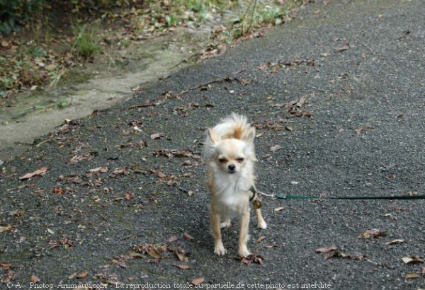 Photo de Chihuahua  poil long