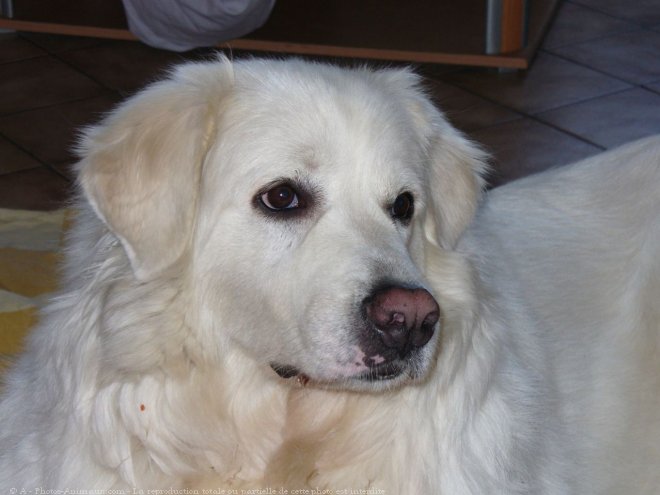 Photo de Chien de montagne des pyrnes