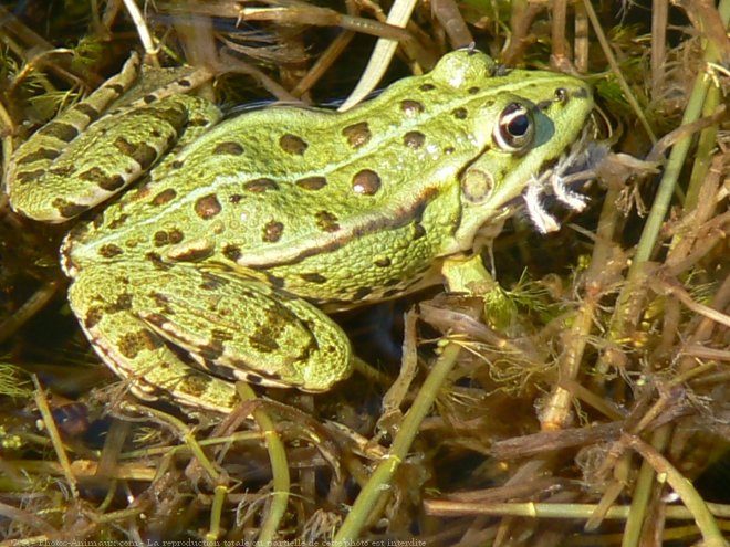 Photo de Grenouille