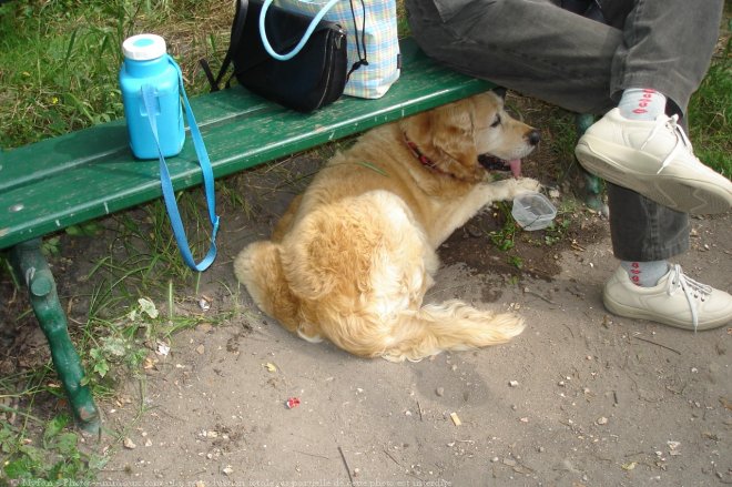 Photo de Golden retriever