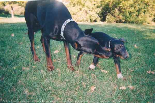 Photo de Dobermann