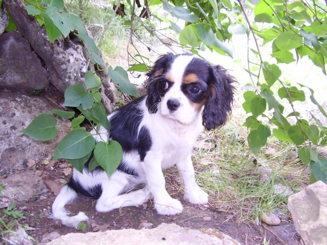 Photo de Cavalier king charles spaniel