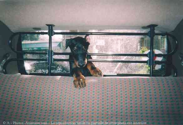 Photo de Dobermann