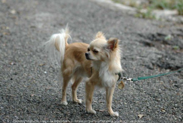 Photo de Chihuahua  poil long