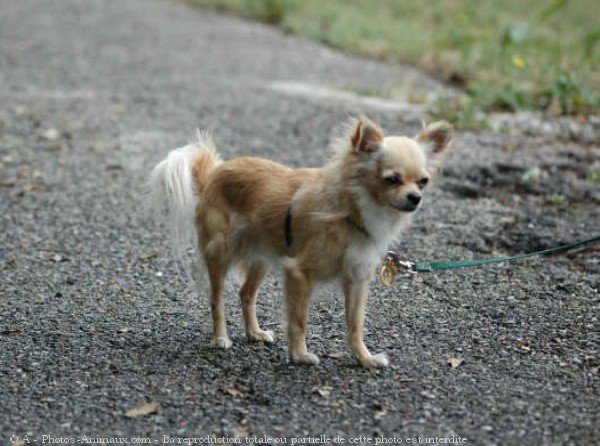 Photo de Chihuahua  poil long