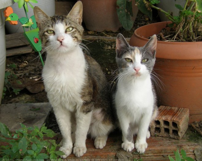 Photo de Chat domestique