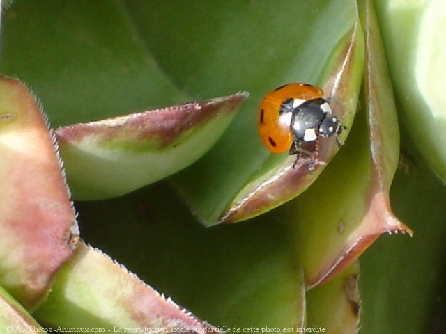 Photo de Coccinelle