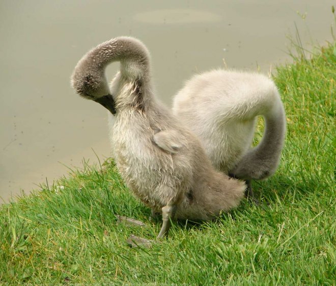 Photo de Cygne