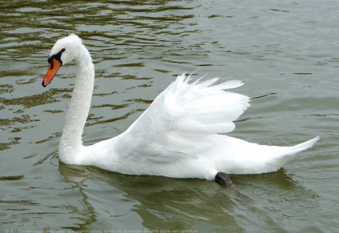 Photo de Cygne