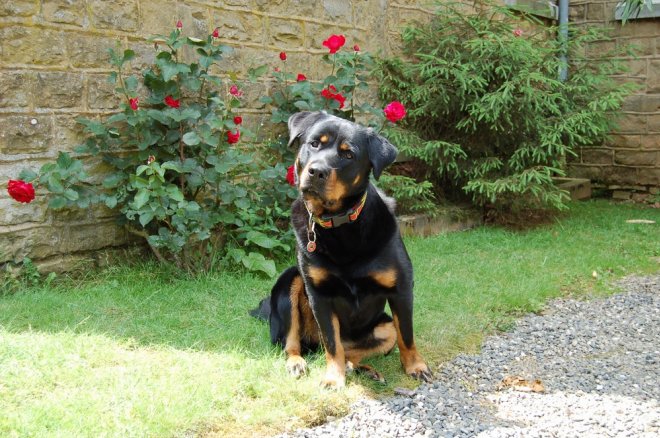 Photo de Rottweiler